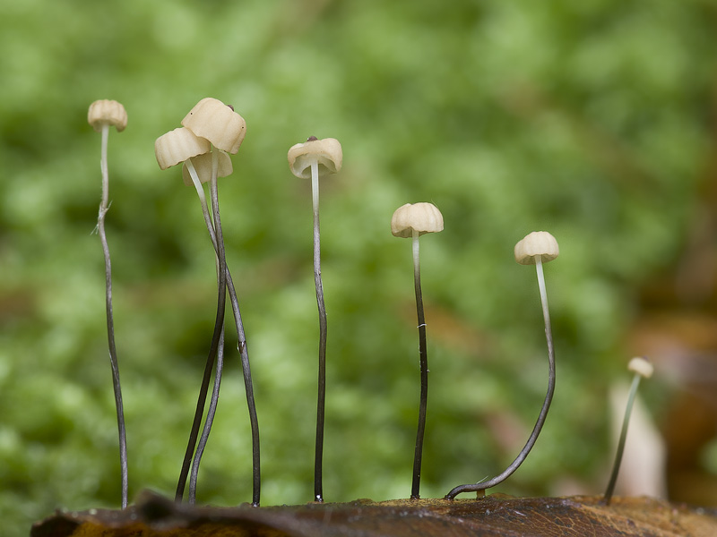 Marasmius bulliardii